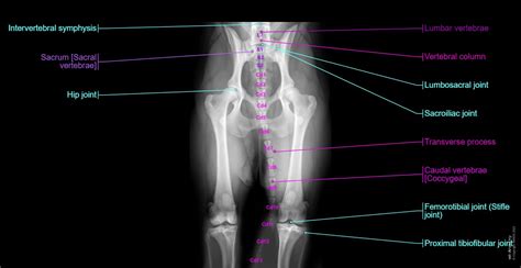 Dog Forelimb Anatomy Terms