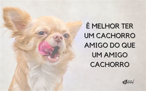 59 frases fofíssimas para legendar foto cachorro Eu Total