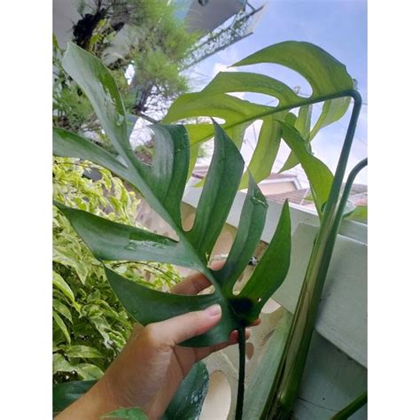 Jual Tanaman Hias Tanaman Hias Ekor Naga Monstera Rhaphidophora