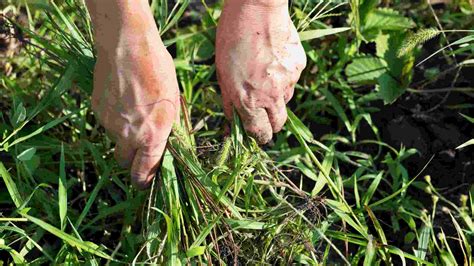 How To Kill Grass And Weeds Effective Strategies For The Lawn