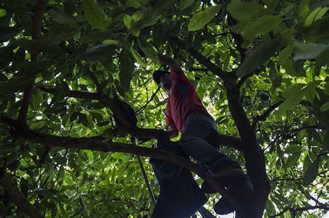 Salen Ganando Los Cortadores De Aguacate En Michoac N La Voz De Michoac N