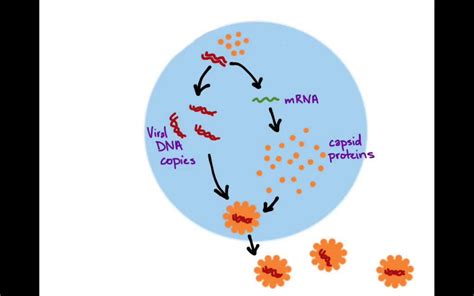 Cells And Viruses Lesson Lytic And Lysogenic Cycles Youtube