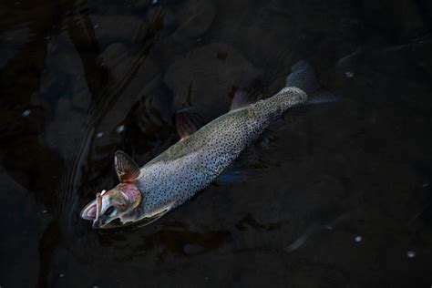 Learn How To Catch Stocked Rainbow Trout Go Fishing Outdoors