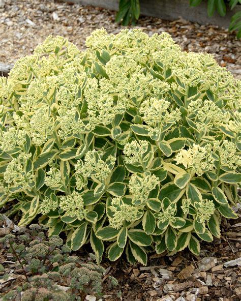 Sedum Lajos Syn Autumn Charm Bare Roots — Buy Stonecrop Online