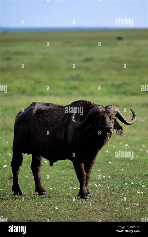 Kenya Masai Mara Cape Buffalo Stock Photo Alamy