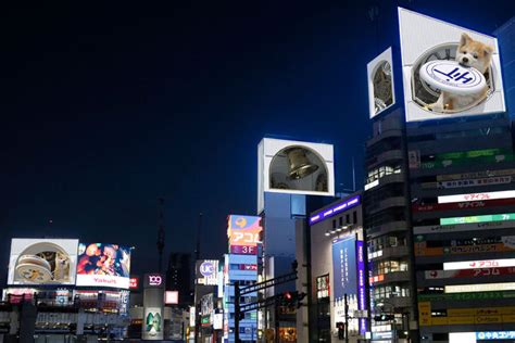 渋谷駅前3dヒットビジョンに巨大な秋田犬！8面広告サイネージで仔犬が遊ぶ