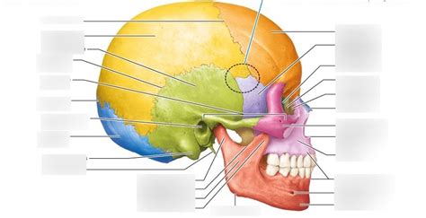 Cranial Bones And Bone Markings Lateral View Diagram Quizlet