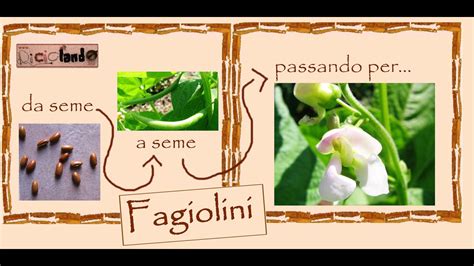 Riciclo Della Terra Fagiolini Fasi Del Ciclo Vitale Di Crescita Di