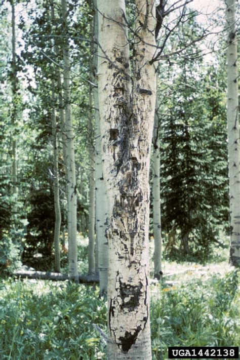 Hypoxylon Canker Of Aspen Entoleuca Mammata
