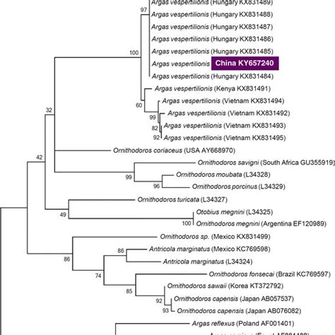 Phylogenetic tree of cytochrome oxidase c subunit 1 (cox1) gene of ...