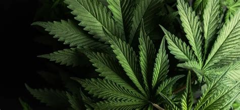 La ONU Reconoce Oficialmente Las Propiedades Medicinales Del Cannabis