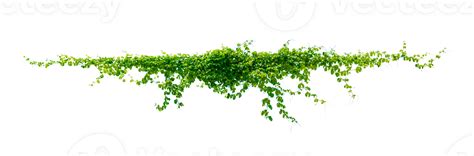 Leaf Vine Isolate On Transparent Background Png File Png