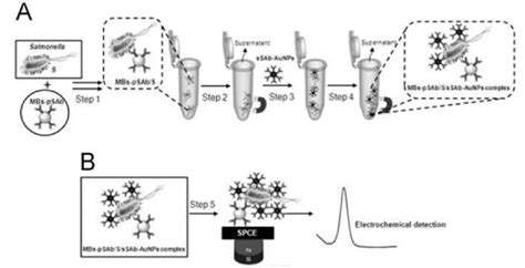 Schematic Representation Of Magneto Immunoassay Download Scientific