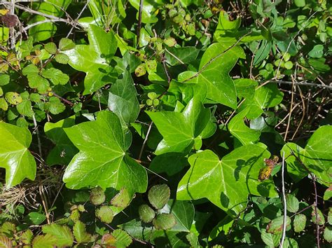 Hedera Canariensis Willd Biodiversidade