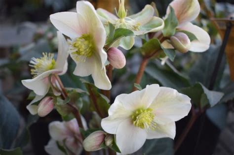 Helleborus Orientalis ‘white Lady Nieskruid 50 P9 Welkom Bij