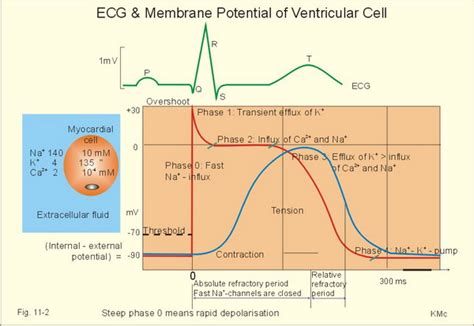 Cardiac Action Potentials And Disorders Mednotedk