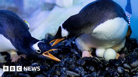 Penguins Form Same Sex Pairs At London Aquarium