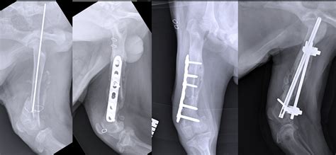 Dog Femur Fracture