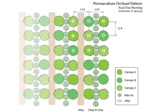 Layout Fruit Tree Orchard Design