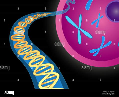 chromosomes  dna double helix stock photo alamy