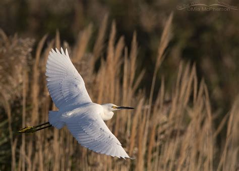 Snowy Egrets In Flight On A September Morning Mia Mcphersons On The