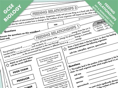 Gcse Biology Energy Flow And Feeding Relationships Worksheet And