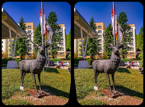 Dead deer : r/CrossView