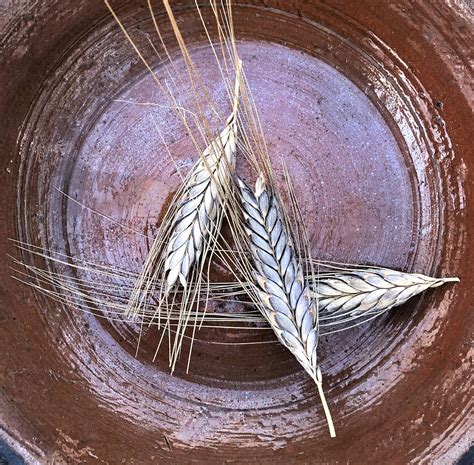 Corn Roughwood Seed