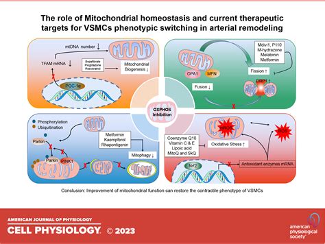 Arterial Remodeling The Role Of Mitochondrial Metabolism In Vascular