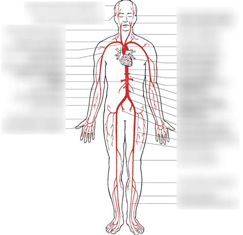 Artères Diagram Quizlet