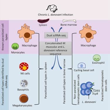 A Hidden Haven How Leishmania Parasites Hide In Our Cells Immunopaedia