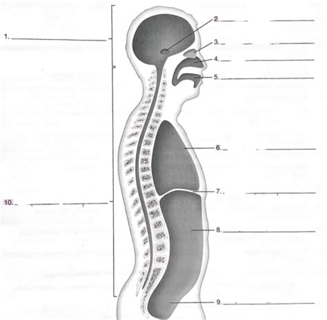 Anatomy Physiology Test 1 Study Guide Flashcards Quizlet