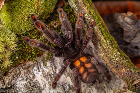 Psalmopoeus irminia Pajęczarnia pl hobbystyczna hodowla ptaszników