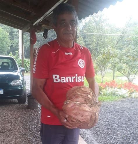 Agricultor colhe batata doce gigante pesando 12 quilos Rádio