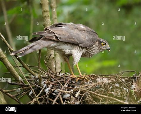 Una Hembra De Gavil N Accipiter Nisus Alimentar A S Misma En El Nido