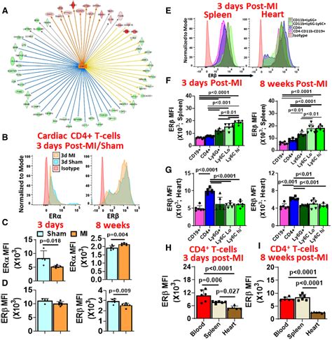 Estrogen Receptor Agonists Modulate T Lymphocyte Activation And