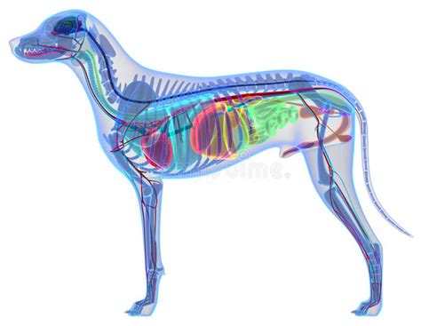 Urogenital System F R Hund Canis Lupus Familiaris Anatomy Isolat