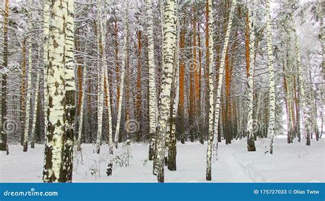 Beautiful Winter Birch Forest A Very Frosty Winter Day In A Dense Pine