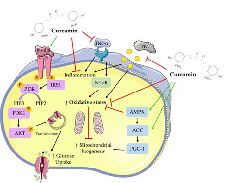 Cellular Effects Of Curcumin On Muscle And Fat Cellular Signaling