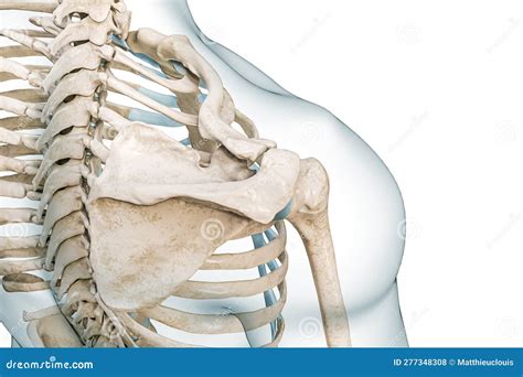 Scapula Humerus And Clavicle Bones Top View 3D Rendering Illustration