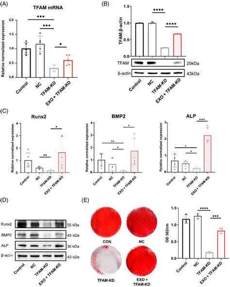 Exosomes EXO Enhance Osteogenic Differentiation Of Dental Pulp Stem