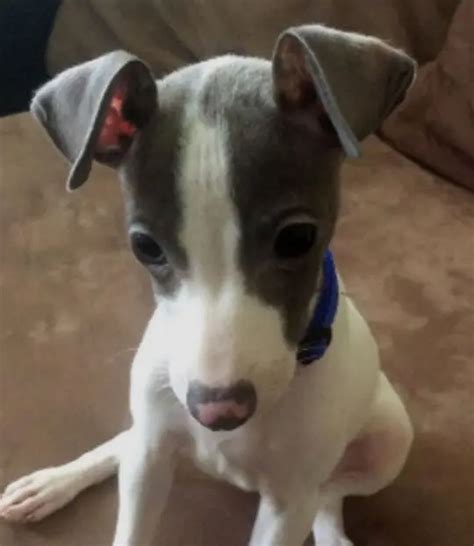 Le Dijeron Que Su Perro Era Gay Y Este Hombre Reaccion De La Peor Manera Actitudfem