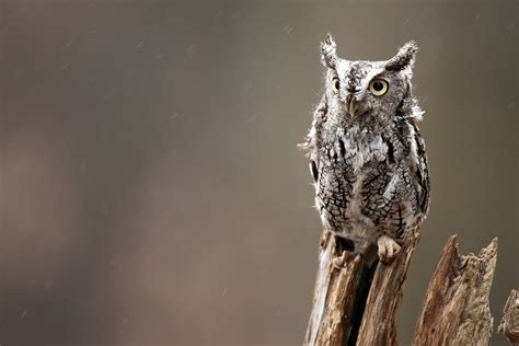 How to ID 3 common owl calls - Cottage Life