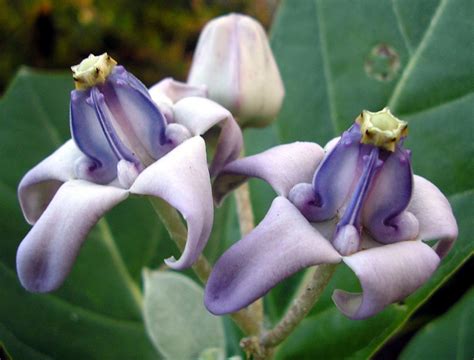 The latest dirt from my garden: A Different Kind of Hawaiian Lei Flowers