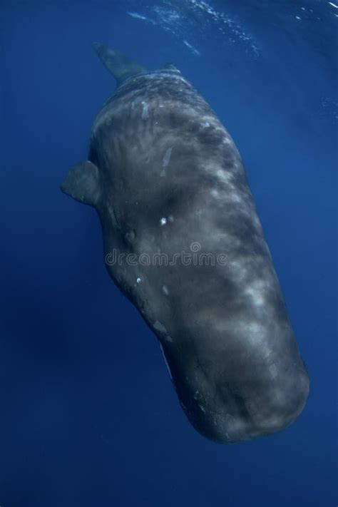 Sperm Whale Cachalot Physeter Macrocephalus Stock Image Image Of