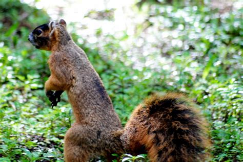 Images Of Florida Fox Squirrel The Big Cypress Fox Squirrel Sciurus