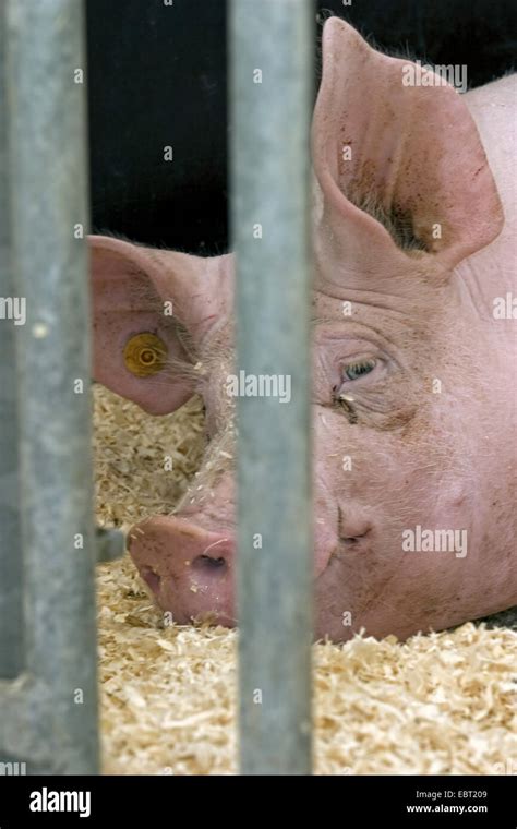 Hausschwein Sus Scrofa F Domestica Portr T Liegen Hinter Gittern