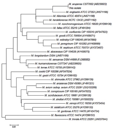 Phylogenetic Tree Based On Kda Heat Shock Protein Gene Sequences