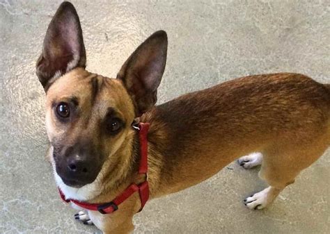 German Shepherd Mixed With Chihuahua Petsidi