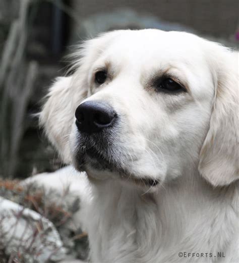 Golden Retriever | Golden retriever, Golden retriever mix puppies, Dogs golden retriever